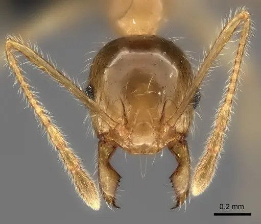 Pheidole spinosa - CASENT0235140