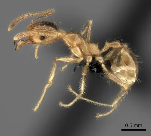 Pheidole spinosa - CASENT0235140