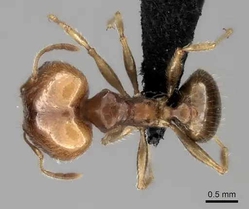 Pheidole spinosa - CASENT0235141