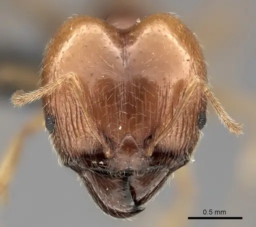 Pheidole spinosa - CASENT0235141