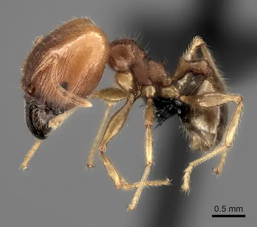 Pheidole spinosa - CASENT0235141