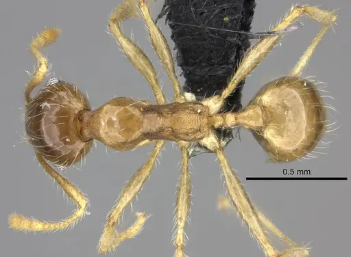 Pheidole spinosa - CASENT0235193