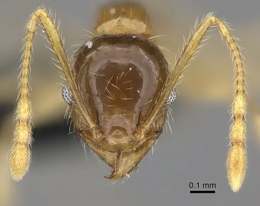 Pheidole spinosa - CASENT0235193