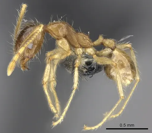 Pheidole spinosa - CASENT0235193