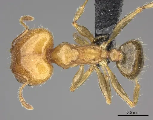 Pheidole spinosa - CASENT0235194