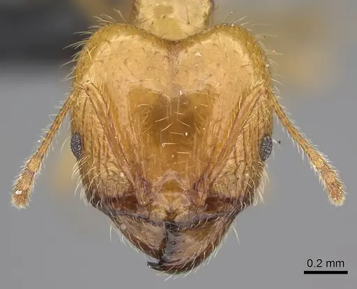 Pheidole spinosa - CASENT0235194