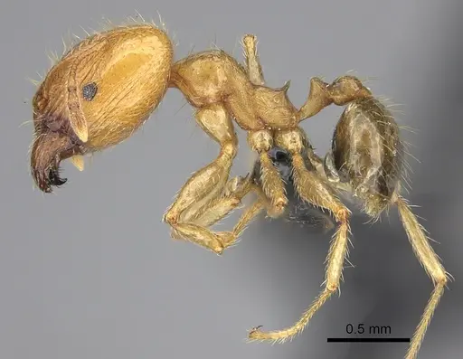 Pheidole spinosa - CASENT0235194