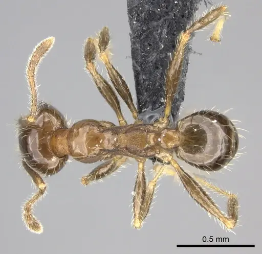 Pheidole spinosa - CASENT0235195