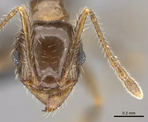 Pheidole spinosa - CASENT0235195