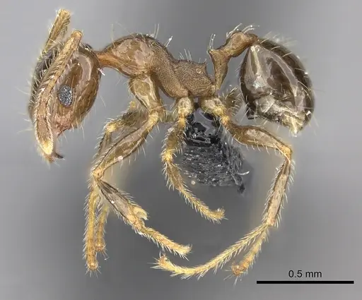 Pheidole spinosa - CASENT0235195