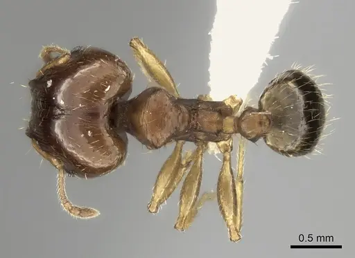 Pheidole spinosa - CASENT0427678