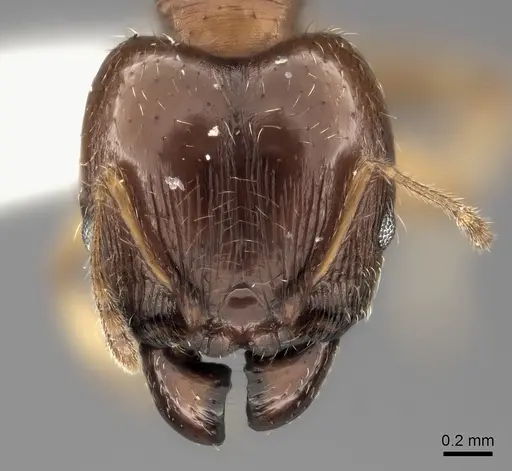 Pheidole spinosa - CASENT0427678