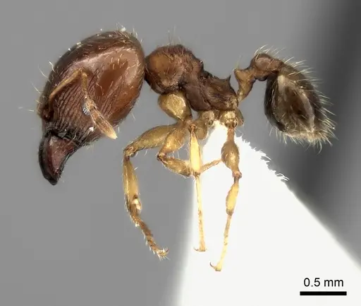 Pheidole spinosa - CASENT0427678
