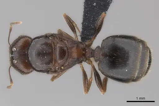 Pheidole spinosa - CASENT0442821