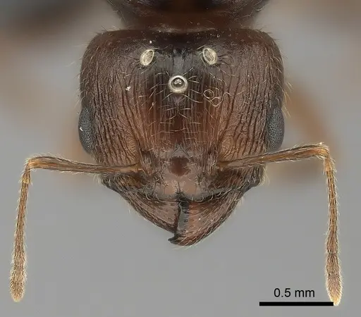 Pheidole spinosa - CASENT0442821