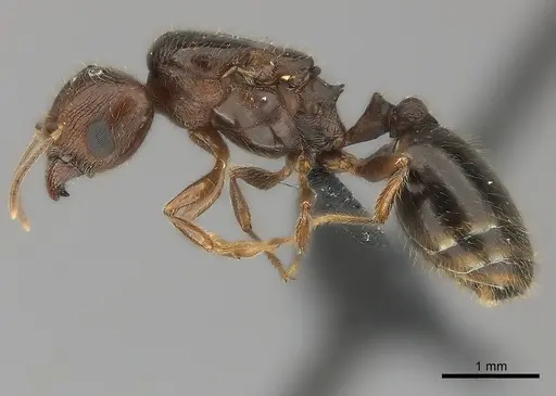 Pheidole spinosa - CASENT0442821