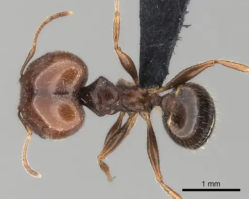 Pheidole spinosa - CASENT0450386