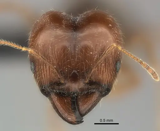 Pheidole spinosa - CASENT0450386
