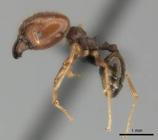 Pheidole spinosa - CASENT0450386