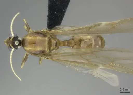 Pheidole spinosa - CASENT0450388