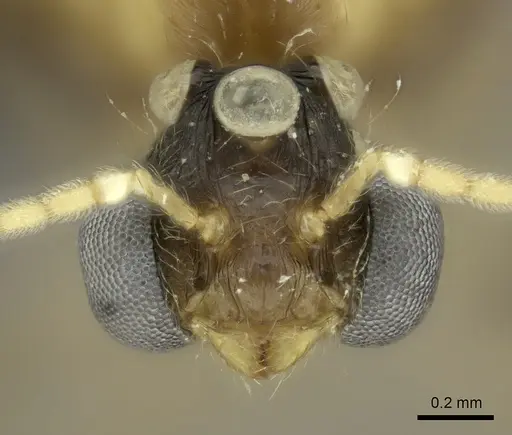Pheidole spinosa - CASENT0450388