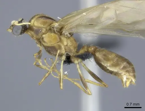 Pheidole spinosa - CASENT0450388