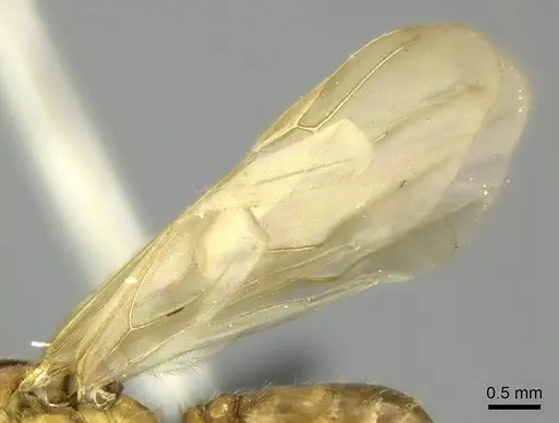 Pheidole spinosa - CASENT0450388