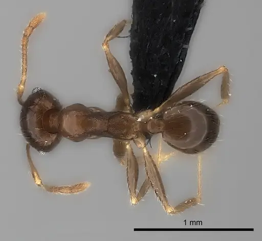 Pheidole spinosa - CASENT0450390