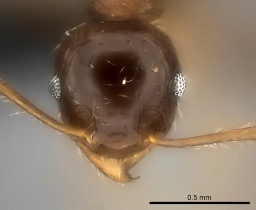 Pheidole spinosa - CASENT0450390