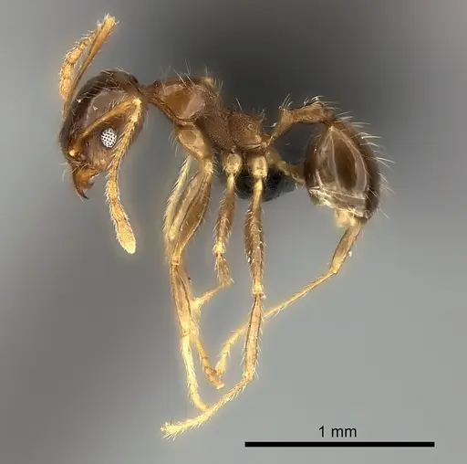Pheidole spinosa - CASENT0450390