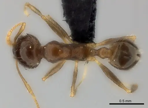 Pheidole spinosa - CASENT0473436