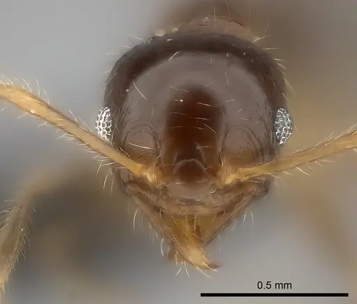 Pheidole spinosa - CASENT0473436