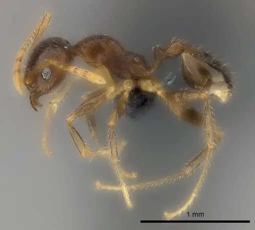 Pheidole spinosa - CASENT0473436