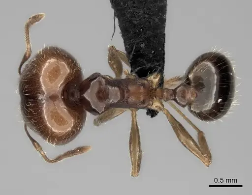 Pheidole spinosa - CASENT0484833