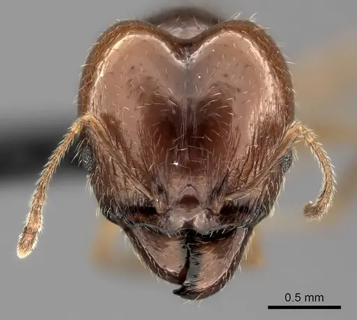 Pheidole spinosa - CASENT0484833