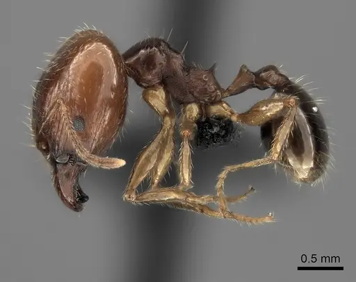 Pheidole spinosa - CASENT0484833