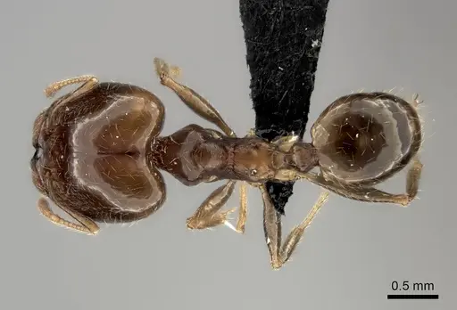 Pheidole spinosa - CASENT0485101