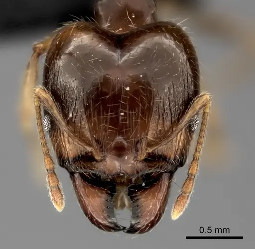 Pheidole spinosa - CASENT0485101