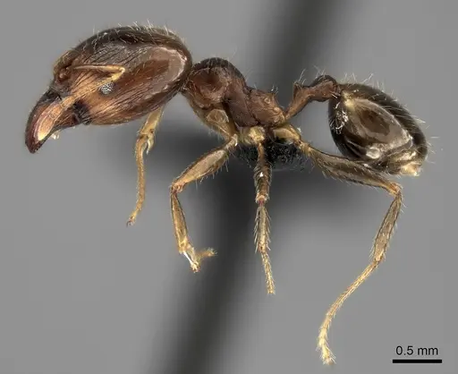 Pheidole spinosa - CASENT0485101