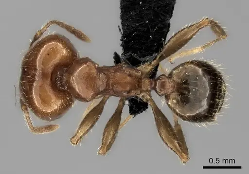 Pheidole spinosa - CASENT0489631