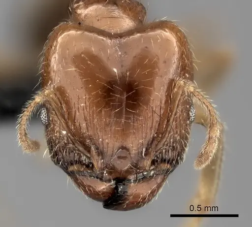 Pheidole spinosa - CASENT0489631