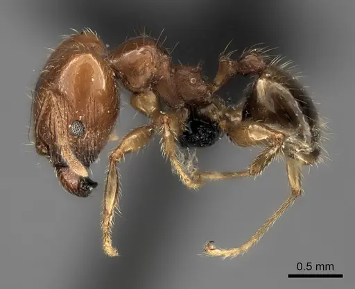 Pheidole spinosa - CASENT0489631
