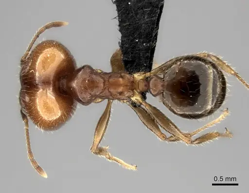 Pheidole spinosa - CASENT0490912