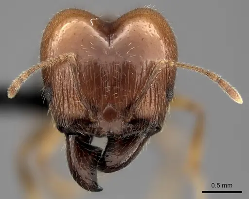 Pheidole spinosa - CASENT0490912