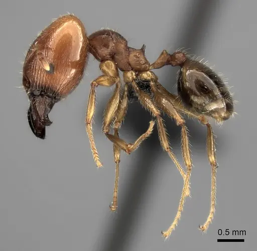 Pheidole spinosa - CASENT0490912