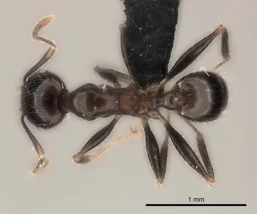 Pheidole spinosa - CASENT0491622