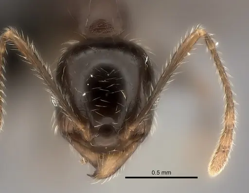 Pheidole spinosa - CASENT0491622