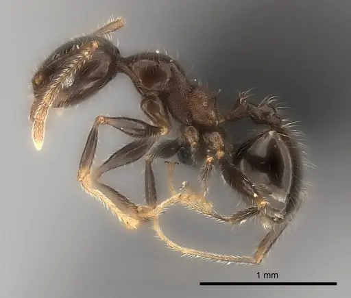 Pheidole spinosa - CASENT0491622