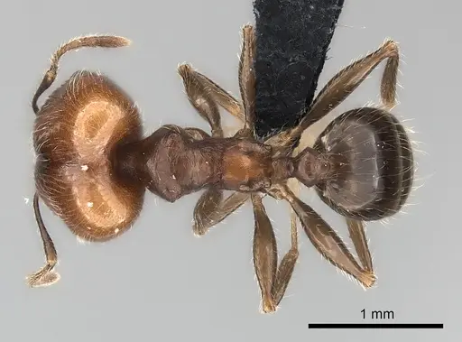 Pheidole spinosa - CASENT0491625