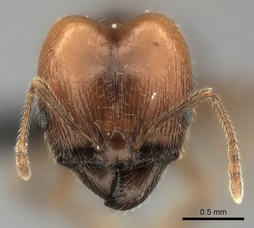 Pheidole spinosa - CASENT0491625